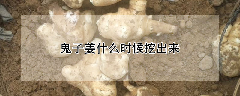 鬼子姜什么时候挖出来