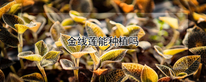 金线莲能种植吗