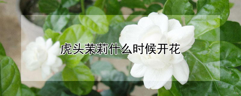 虎头茉莉什么时候开花