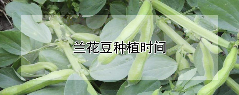 兰花豆种植时间