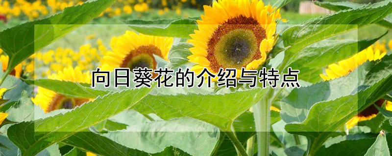并且向日葵花在花朵生长的前期,花盘会随着太阳转动