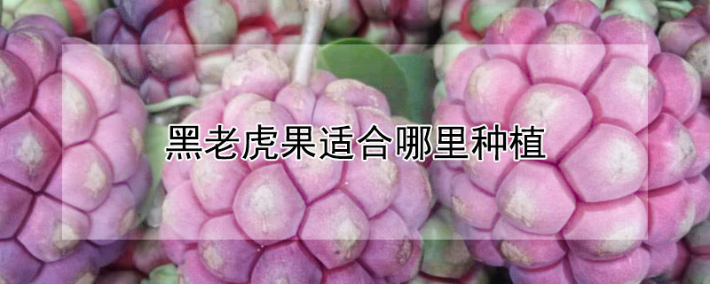 黑老虎果适合哪里种植