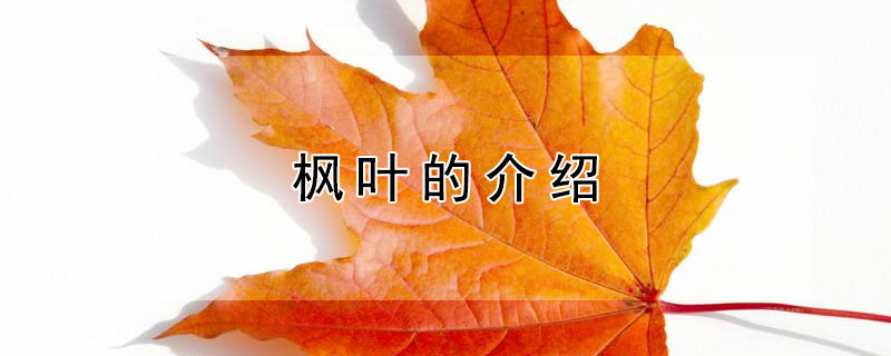 枫叶的介绍