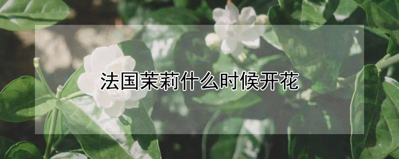 法国茉莉什么时候开花