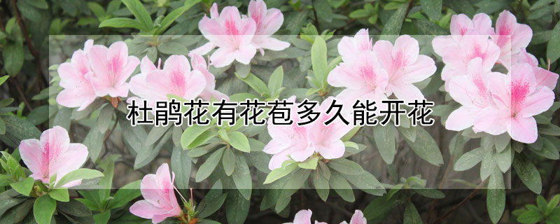 杜鹃花有花苞多久能开花