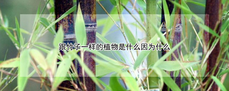 跟竹子一样的植物是什么因为什么