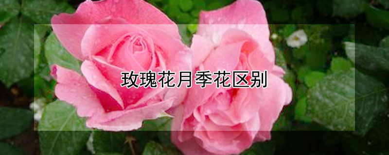 玫瑰花月季花区别