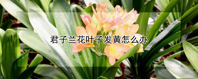 君子兰花叶子发黄怎么办