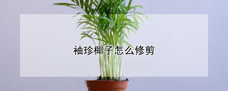 袖珍椰子怎么修剪