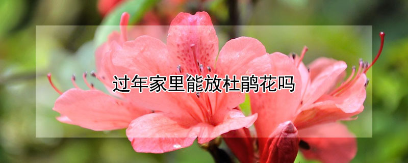 过年家里能放杜鹃花吗