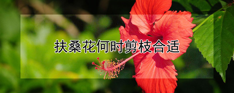 扶桑花何时剪枝合适?