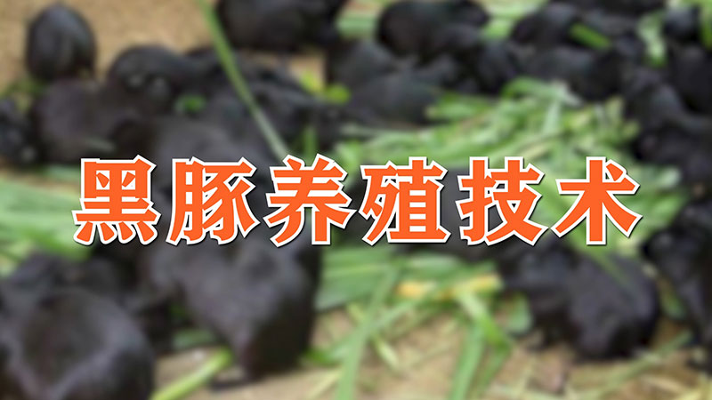 黑豚养殖技术