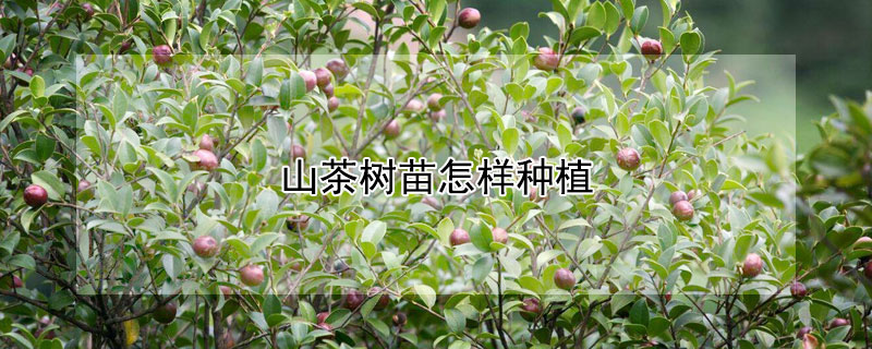 山茶树苗怎样种植