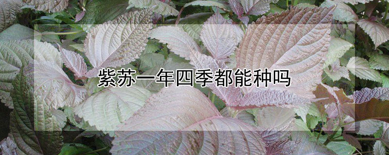 紫苏一年四季都能种吗