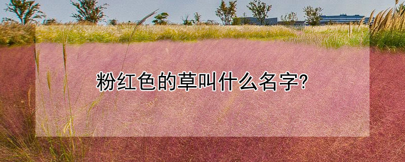 粉红色的草叫什么名字?