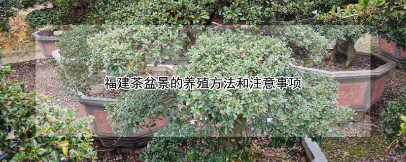 福建茶盆景的养殖方法和注意事项