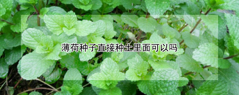 薄荷种子直接种土里面可以吗