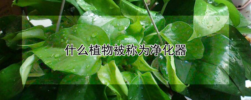 什么植物被称为净化器