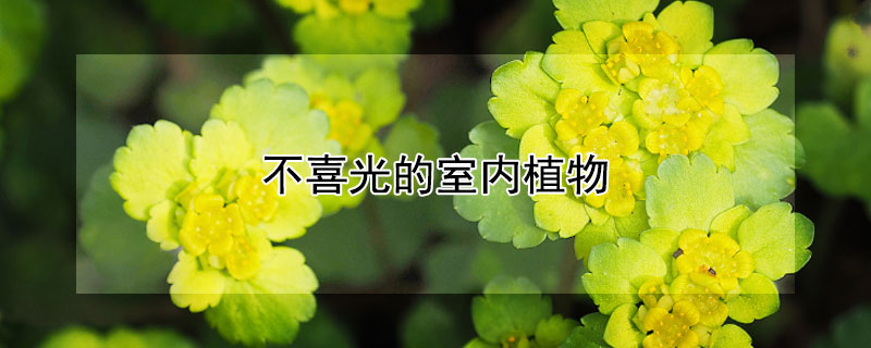 不喜光的室内植物