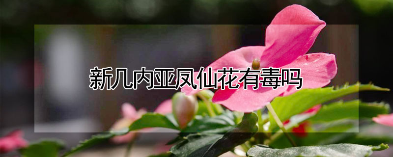 新几内亚凤仙花有毒吗