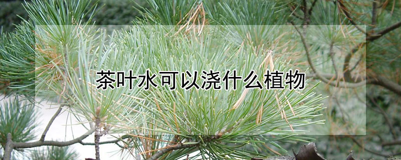 茶叶水可以浇什么植物