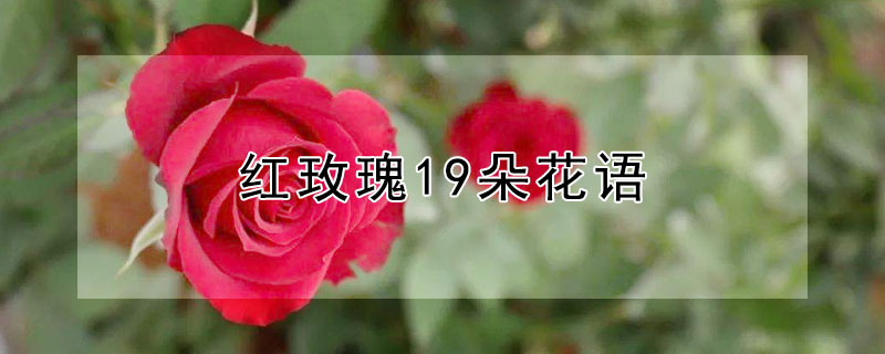 红玫瑰19朵花语