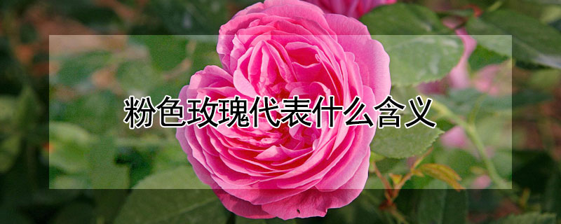 粉色玫瑰代表什么含义