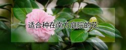 适合种在南方庭院的花