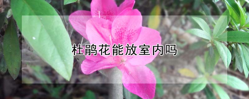 杜鹃花能放室内吗