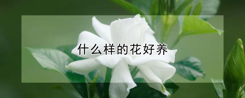 什么样的花好养