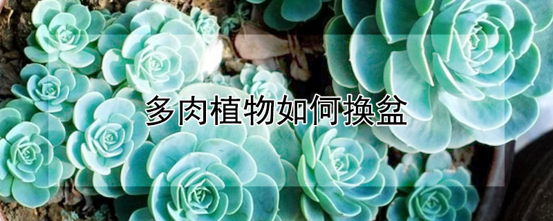 多肉植物如何换盆