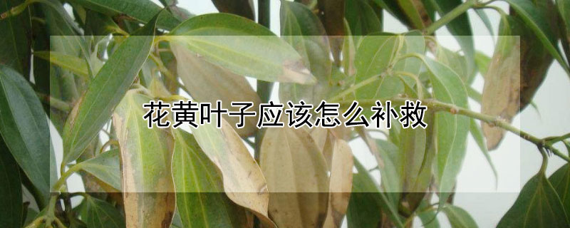 花黄叶子应该怎么补救