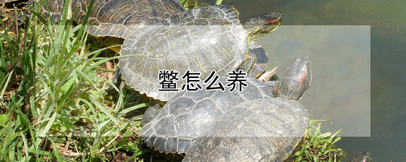 鳖怎么养