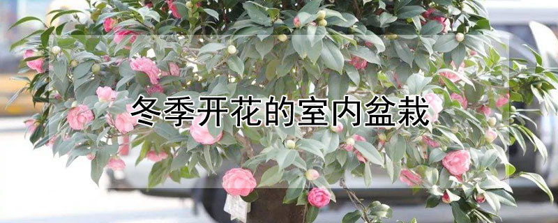 冬季开花的室内盆栽