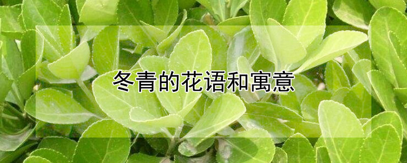 冬青的花语和寓意 发财农业网