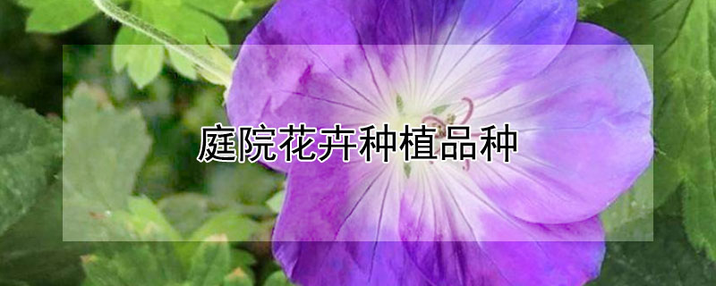 庭院花卉种植品种