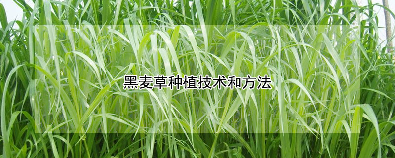 黑麦草种植技术和方法