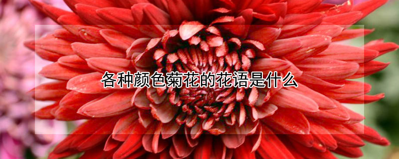 各种颜色菊花的花语是什么