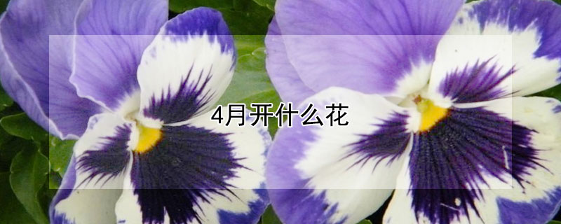 4月开什么花