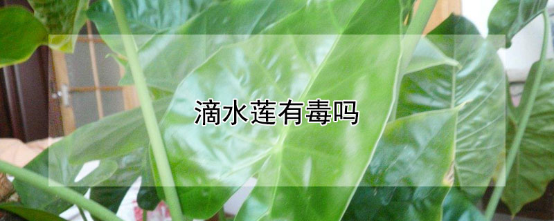 滴水莲有毒吗