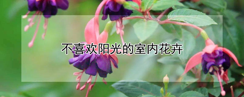 不喜欢阳光的室内花卉 发财农业网