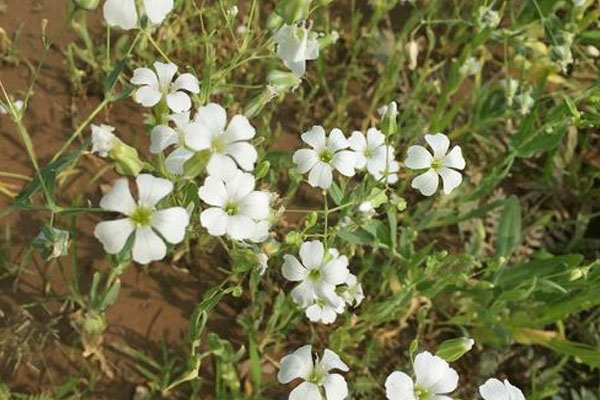 白色满天星的花语