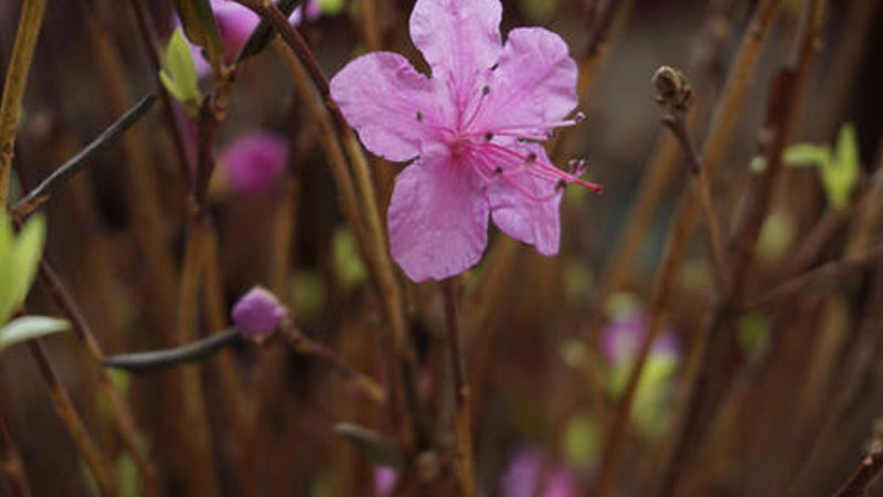 干枝杜鹃花语