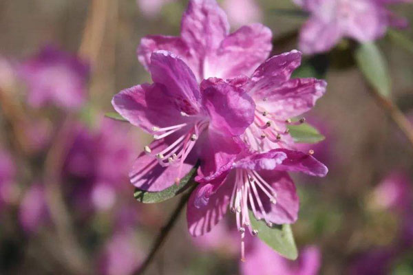 干枝杜鹃花语