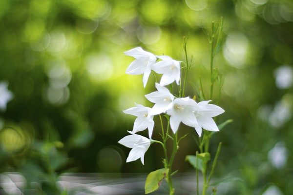 吉梗花不同颜色的花语