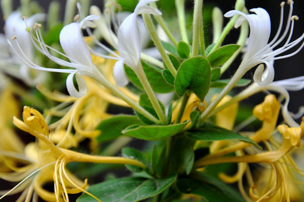 家里栽金银花寓意