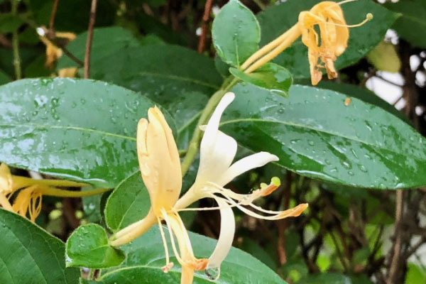 家里栽金银花寓意