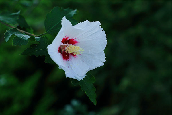 白槿花花语