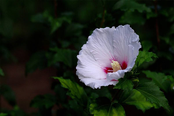 白槿花花语