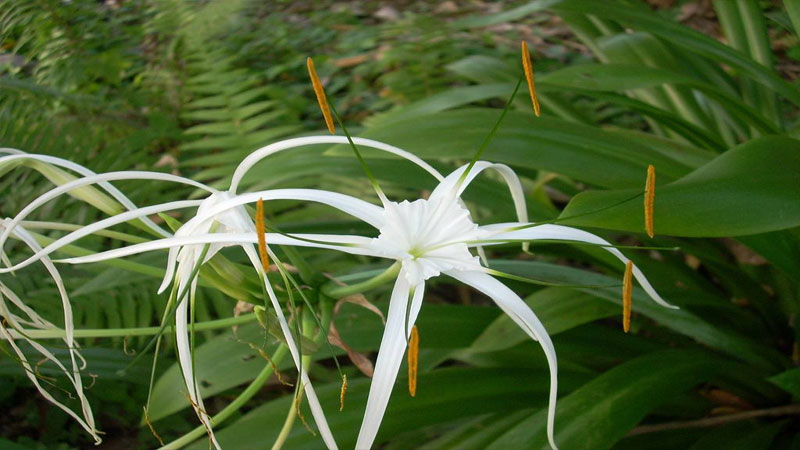 蜘蛛兰花语